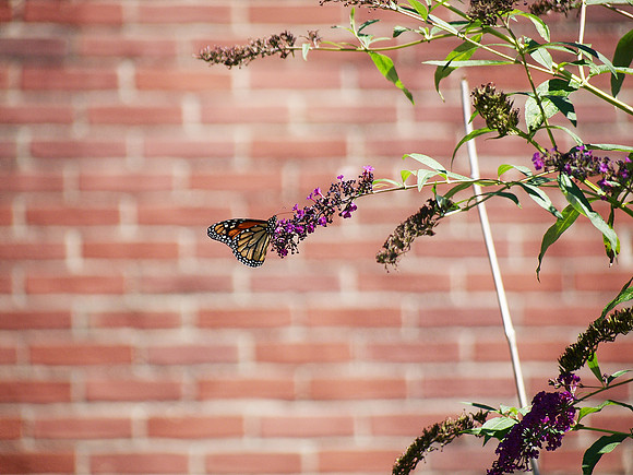 Monarch Butterfly