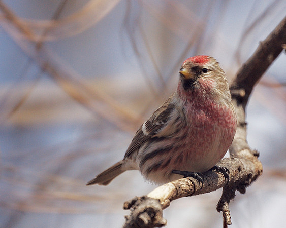 House Finch, Central Park