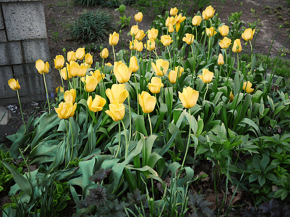 Tulips, Theodore Roosevelt Park