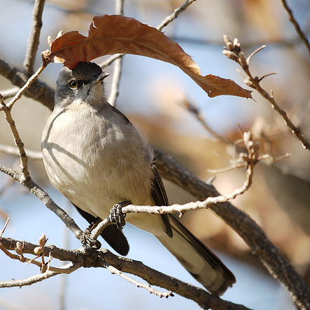 Mockingbird, Central Park