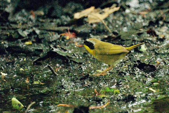 Common Yellowthroat, Central Park