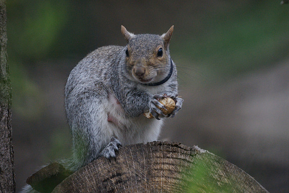 Squirrel, Central Park