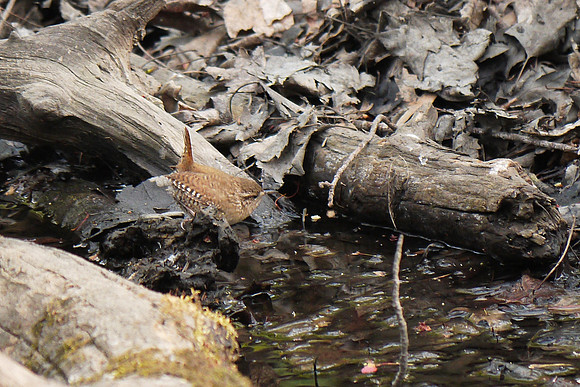 Winter Wren, Central Park
