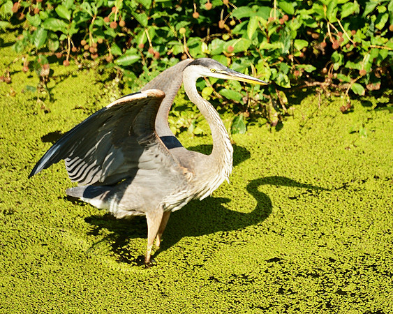 Great Blue Heron, Turtle Pond, Central park