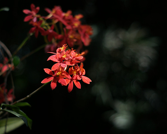 Reed-Stem Epidendrums