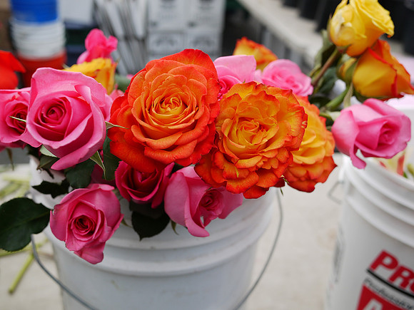 Bucket of Roses