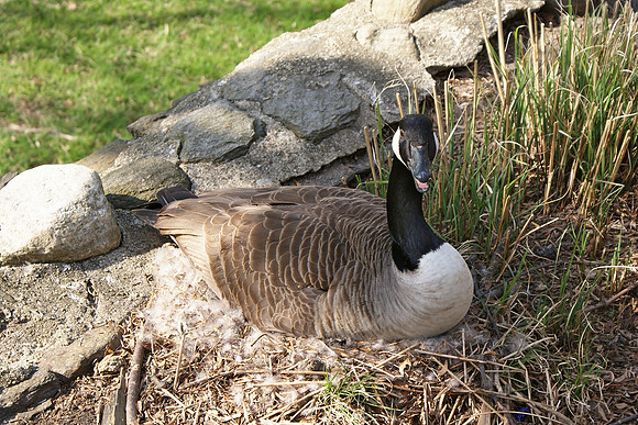 honk if you love geese