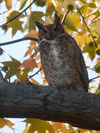 Great Horned Owl, Central Park