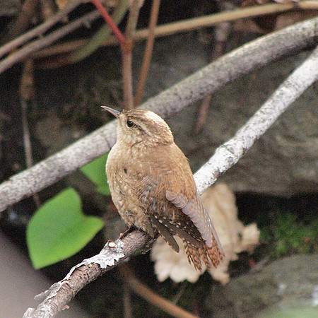 Winter Wren, Central Park