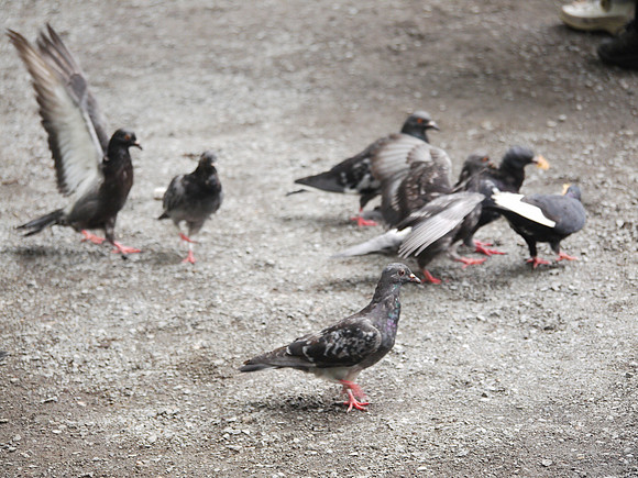Pigeons, Theater District