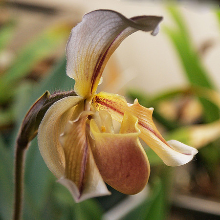 Paphiopedilum orchid