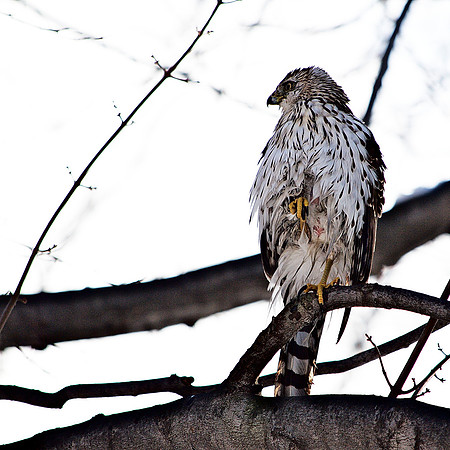 Cooper's Hawk