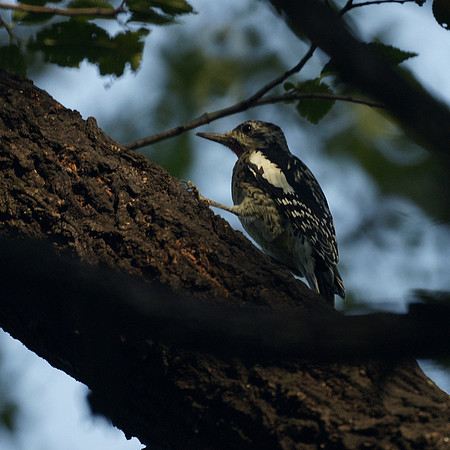 Yellow-Bellied Sapsucker, Central Park