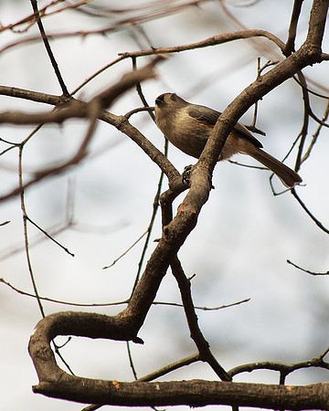 Tufted Titmouse, Central Park