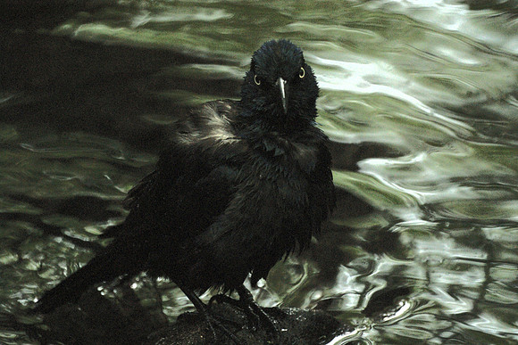 Do you mind?  I'm trying to take a bath.