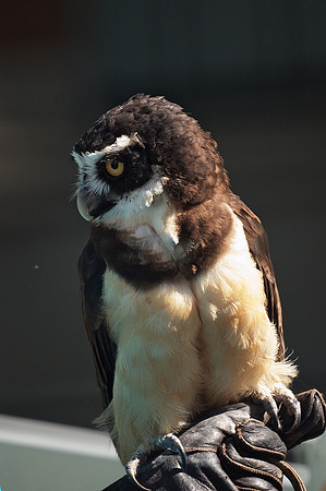 An owl a day...