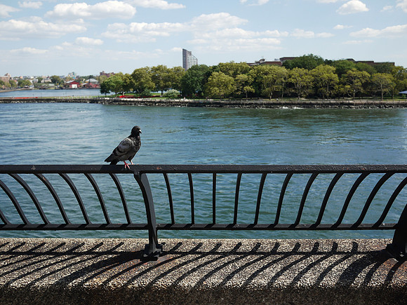Pigeon, John Finley Walk