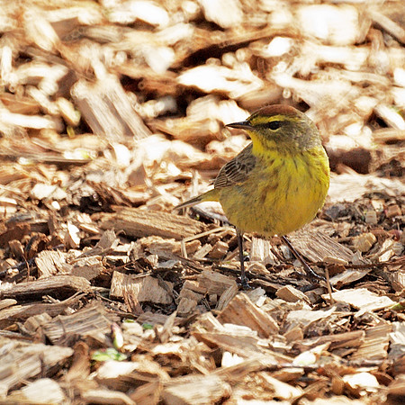Palm Warbler, Central Park