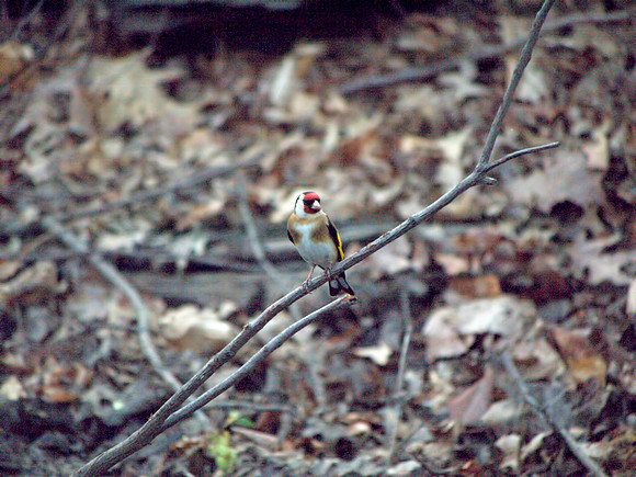 European Goldfinch, Central Park