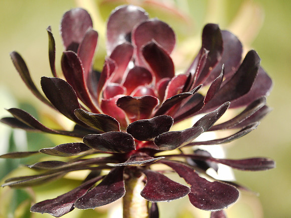 Aeonium