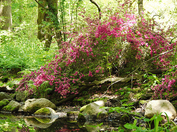 Azalea Pond, Central Park