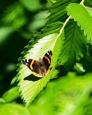 Butterfly