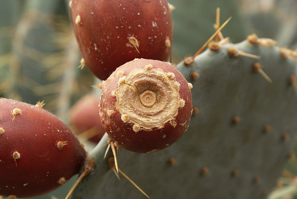 Cactus fruit (Opuntia)