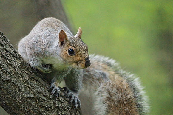 Dynamic Squirrel
