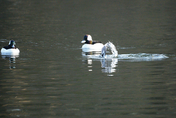 Down he goes!