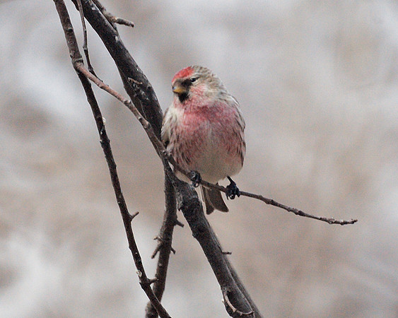 Common Redpoll, Central Park