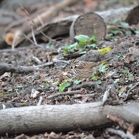 Song Sparrow, Central Park