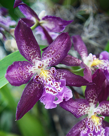 Beallara Marfitch