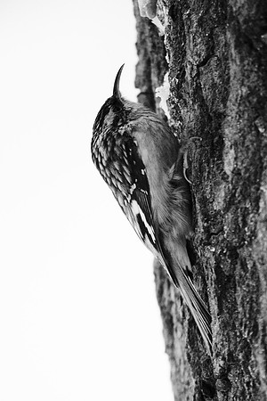 Brown Creeper
