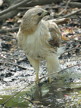 Pale Male stopping for a drink
