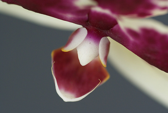 orchid lip
