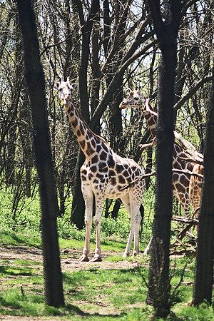 giraffes