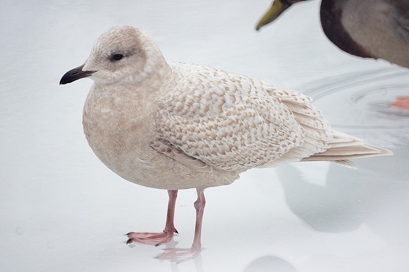 Iceland Gull under observation