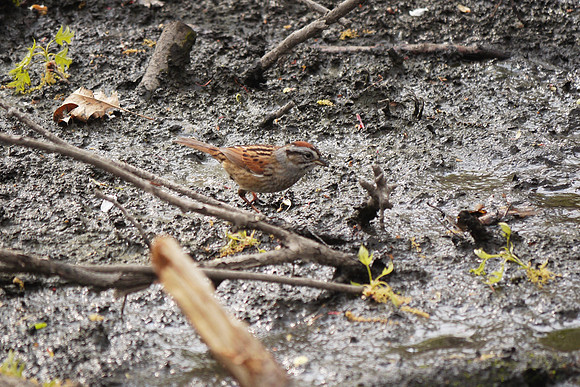 Swamp Sparrow, Central Park