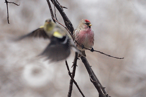 Common Redpoll, Central Park