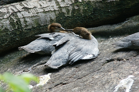 Mergansers, Central Park Zoo
