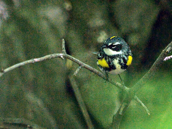 Yellow-Rumped (Myrtle) Warbler, Central Park