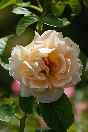 Rose, Brooklyn Botanic Garden