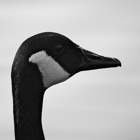 Goose