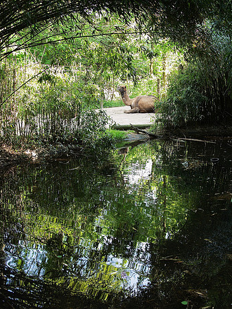 Camel and pond, Bronx Zoo