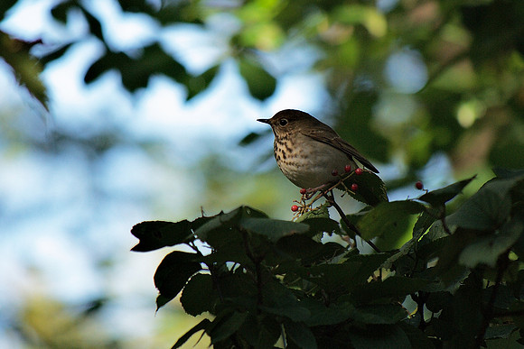 Thrush