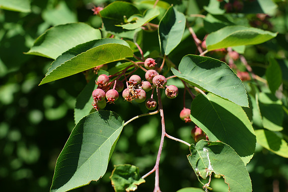 Berries