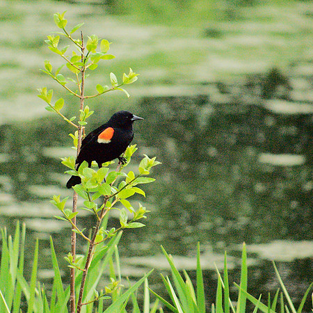 RWBB at Turtle Pond