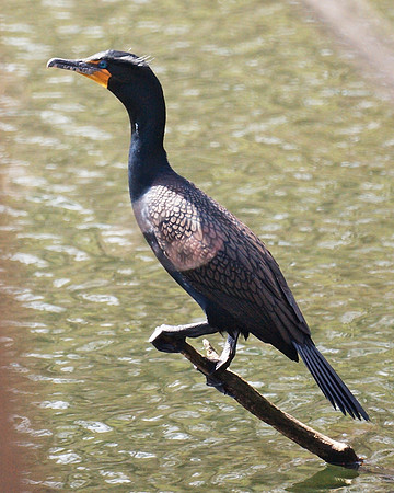 Cormorant, NY Botanical Garden