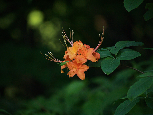 Azalea