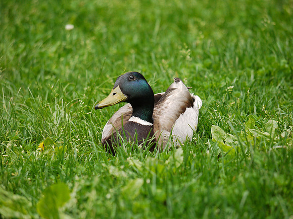 Mallard, Central Park